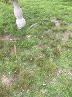 Bunchgrass c.jpg