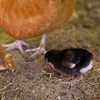 Juniper+chicks.7.jpg