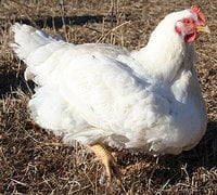 cornish hen.jpg