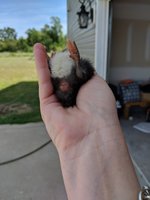 IMG_20180504_135006.jpg