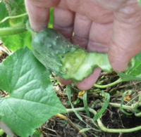 cuke.png