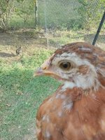 IMG_20180504_180238.jpg