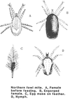mites.gif
