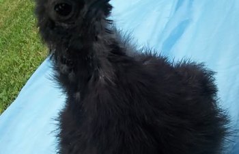black3.jpg black3.jpg