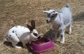 goat_rabbit_sharing.jpg goat_rabbit_sharing.jpg