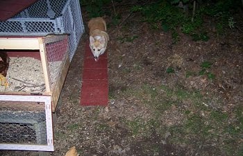 69733_dragon_chicken_rustling_031.jpg 69733_dragon_chicken_rustling_031.jpg