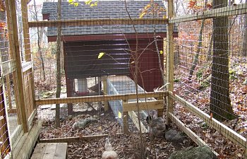 ChickenRun016.jpg ChickenRun016.jpg