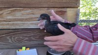 5Wks.Blacky.jpg