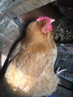 00D025B7-7574-4580-9A04-E4E02B8B8DF5.jpeg