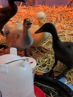 IMG_20180428_145312.jpg