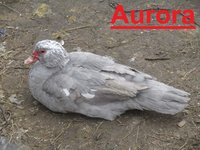 Aurora.JPG