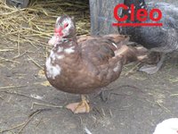 Cleo.JPG