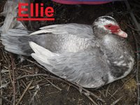 Ellie.JPG