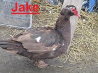 Jake.JPG