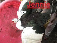 Jennie.JPG
