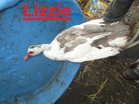 Lizzie.JPG
