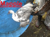 Mapple.JPG