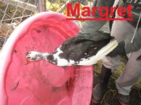 Margret.JPG
