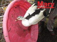 Mary.JPG