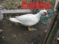 Pebbles.JPG