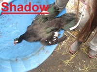 Shadow.JPG