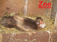 Zoe.JPG
