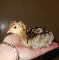 Bronze poults (3).JPG