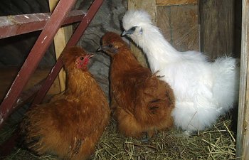 2-18-06Chicks.jpg