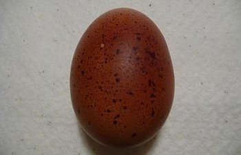 Penedesencaegg.jpg