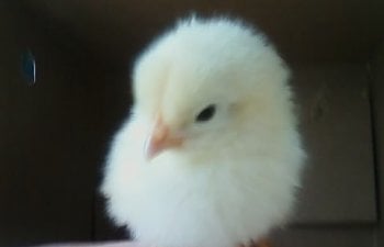 chick2.jpg