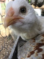 fanny 4.JPG
