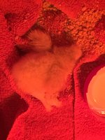 A92140FF-434B-4BCC-876A-3C1CFC038E13.jpeg