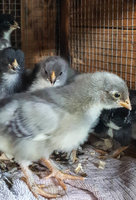 edit chicks 2 wk 2 (1 of 1).jpg