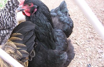 ChickensCoopEggsSpring10015.jpg ChickensCoopEggsSpring10015.jpg