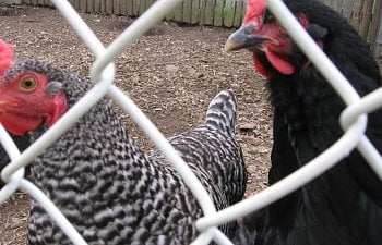 ChickensCoopEggsSpring10018.jpg ChickensCoopEggsSpring10018.jpg