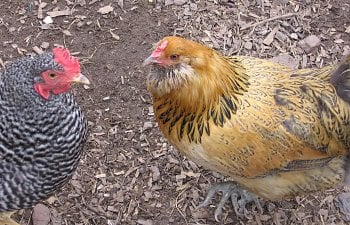 ChickensCoopEggsSpring10022.jpg ChickensCoopEggsSpring10022.jpg