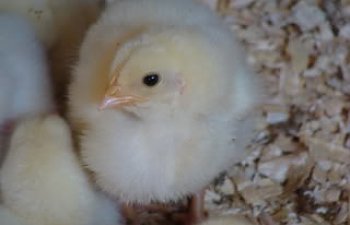 babychicks001-1.jpg