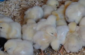 babychicks010.jpg