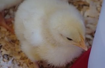 babychicks003-1.jpg