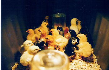 babychicks1.jpg