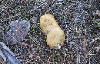 foamyyellow.jpg foamyyellow.jpg