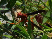 Polistes_carolina.jpg