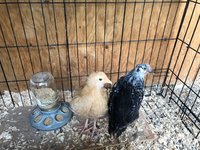 IMG_1148.jpg