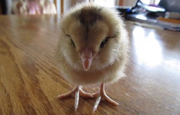 chickens2011299.jpg chickens2011299.jpg