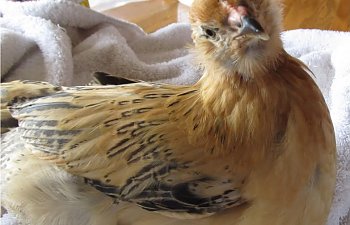 chickens2011332.jpg chickens2011332.jpg