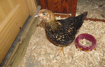 Chicken011018.jpg Chicken011018.jpg