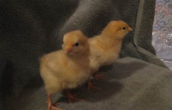 My New Chicks