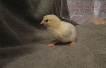 chicks001-1.jpg chicks001-1.jpg