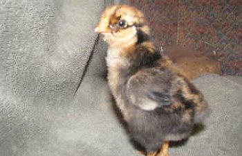 chicks004-1.jpg chicks004-1.jpg
