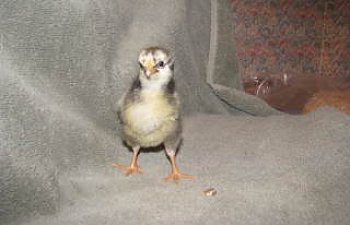 chicks005.jpg chicks005.jpg